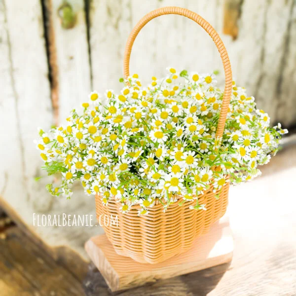 Daisy in Basket Arrangement