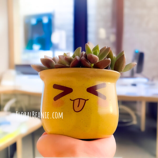 Succulent in Cute Cheeky Pot