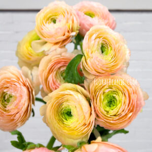 Champagne Ranunculus Singapore