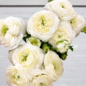 White Ranunculus Bouquet Singapore